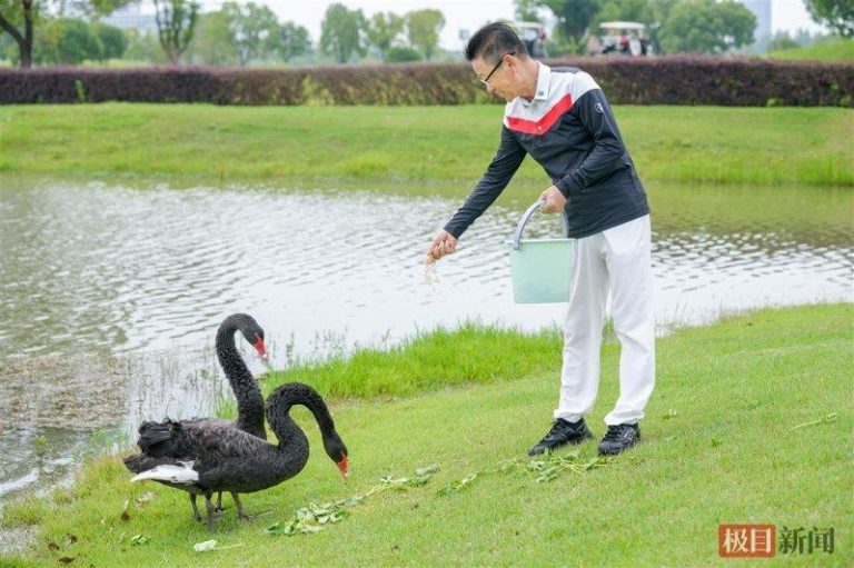 渣鹅和新欢在一起。（取材自极目新闻）