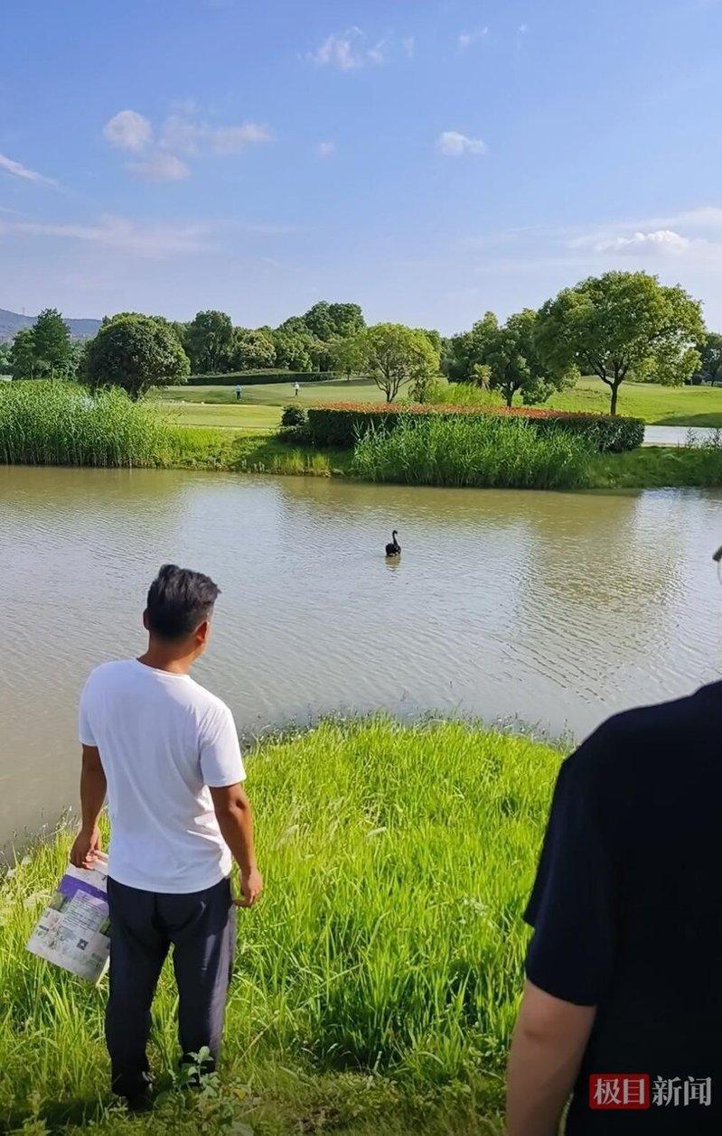 元配母天鹅独自神伤。（取材自极目新闻）