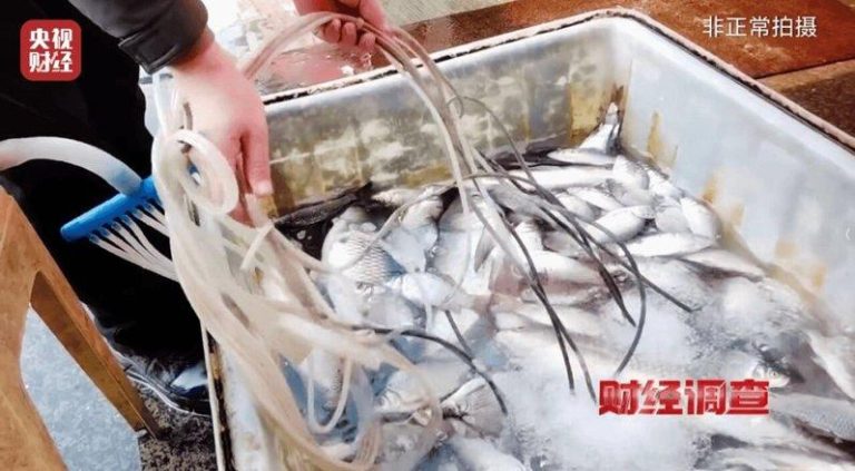 央视调查:长途运输「休眠」麻醉 活鱼喝了工业酒精上餐桌 商贩重新换水、打气后,「沉睡」的鱼立刻恢复活力。(央视财经视频截屏)