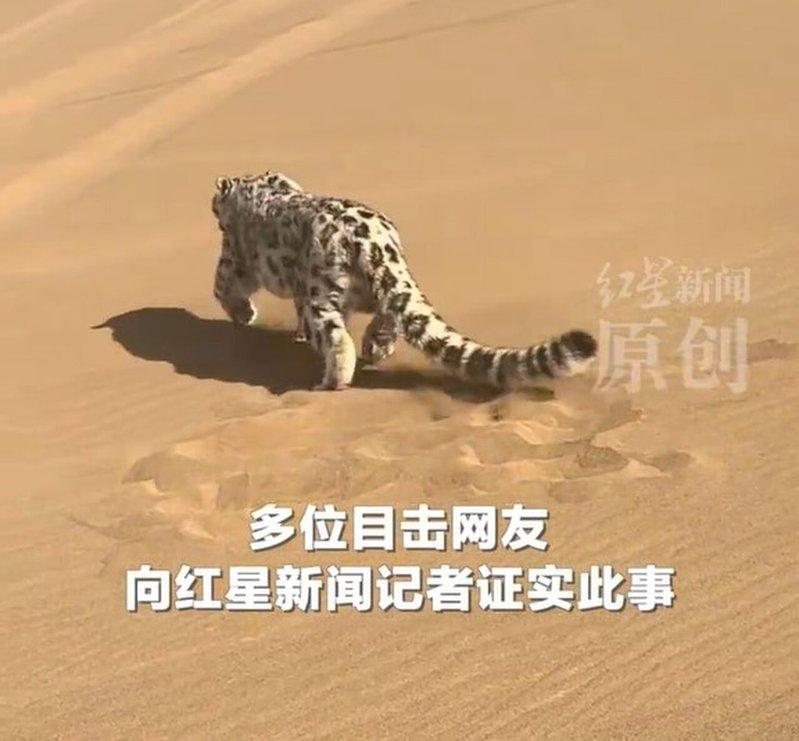 一只雪豹误闯新疆库木塔格沙漠。(红星新闻视频截屏)