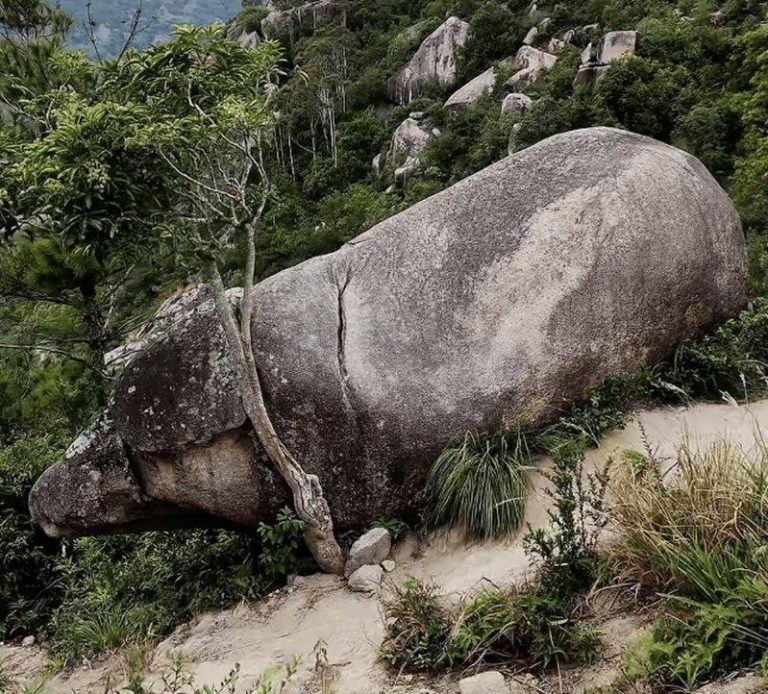 福建霞浦县后歧村白水仙景区里的石猪。（取材自微博）