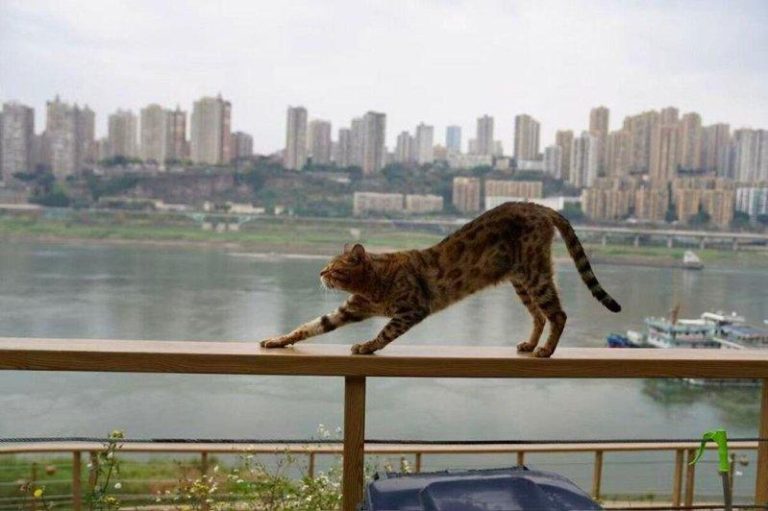 一只猫咪站在长江边的栏杆上伸懒腰。（取材自南方周末）