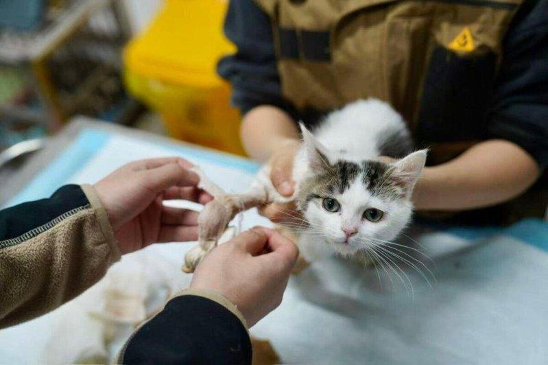 工作人员为一只猫咪换药包扎。（取材自南方周末）