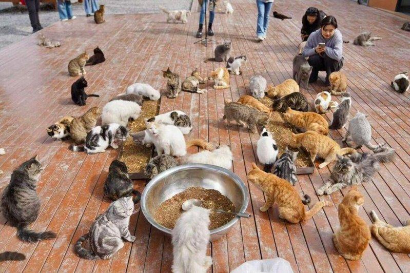 萤火虫港湾流浪猫乐园的工作人员每天早上10点半会对猫咪进行一次集体喂食。（取材自...