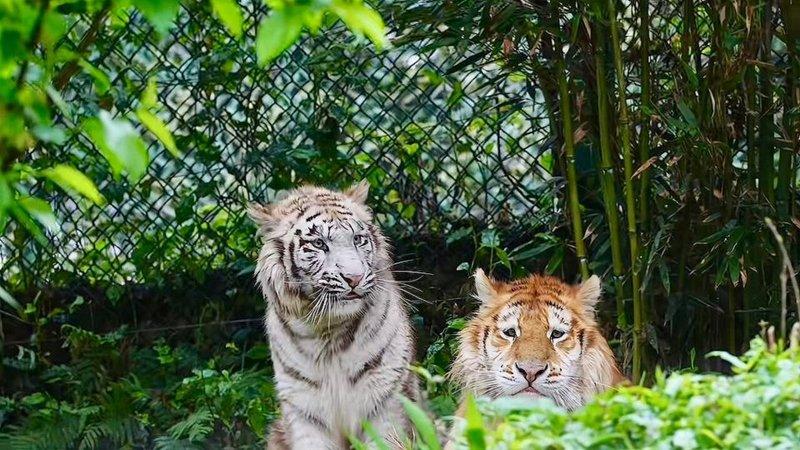 「没头脑」和「不高兴」是一对兄妹，还是「龙凤胎」。（取材自微信）