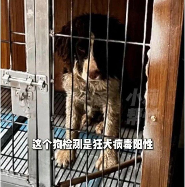 河南焦作一名女子被流浪狗咬伤。图为涉事犬只。（取材自红星新闻）