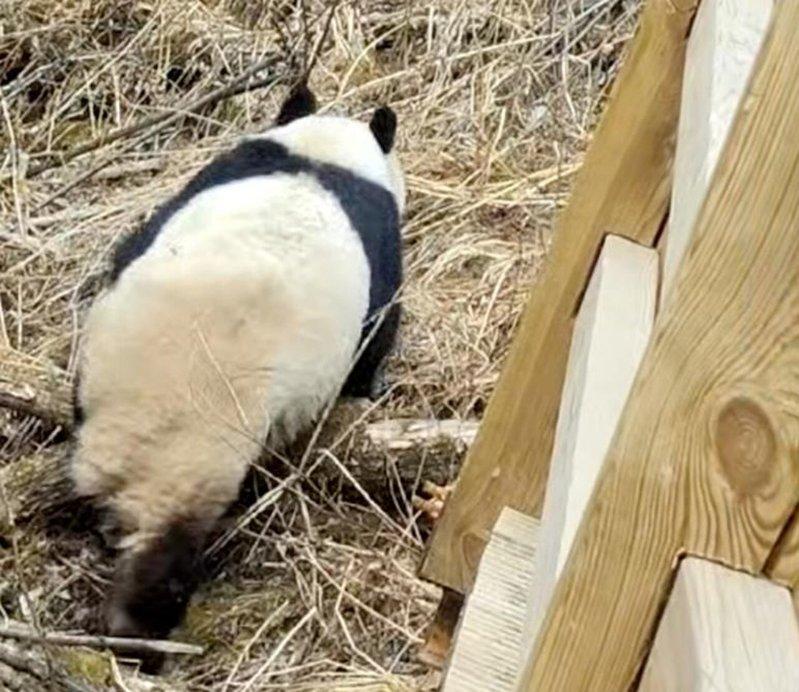 一只大熊猫在九寨沟景区长海一处栈道悠闲散步。(取材自红星新闻)