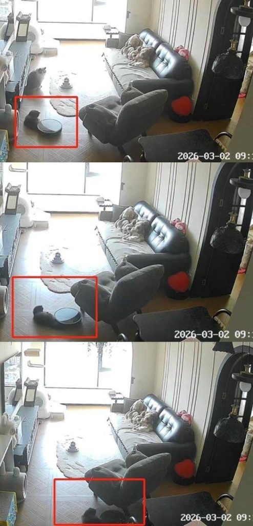 扫地机器人卷猫尾巴继续工作 消费者轰宠物模式不靠谱 猫被扫地机器人拖行。(取材自扬子晚报)