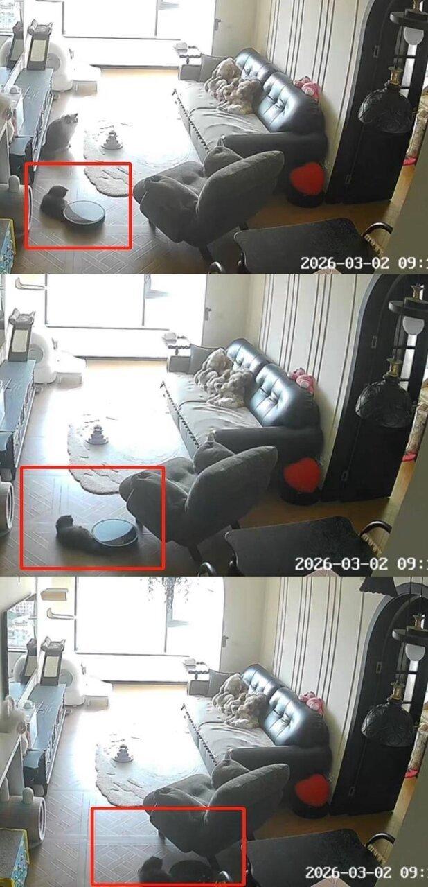 猫被扫地机器人拖行。(取材自扬子晚报)
