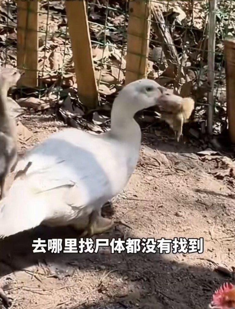 大白鸭叼着小鸡猛拽准备活吞。（视频截屏）