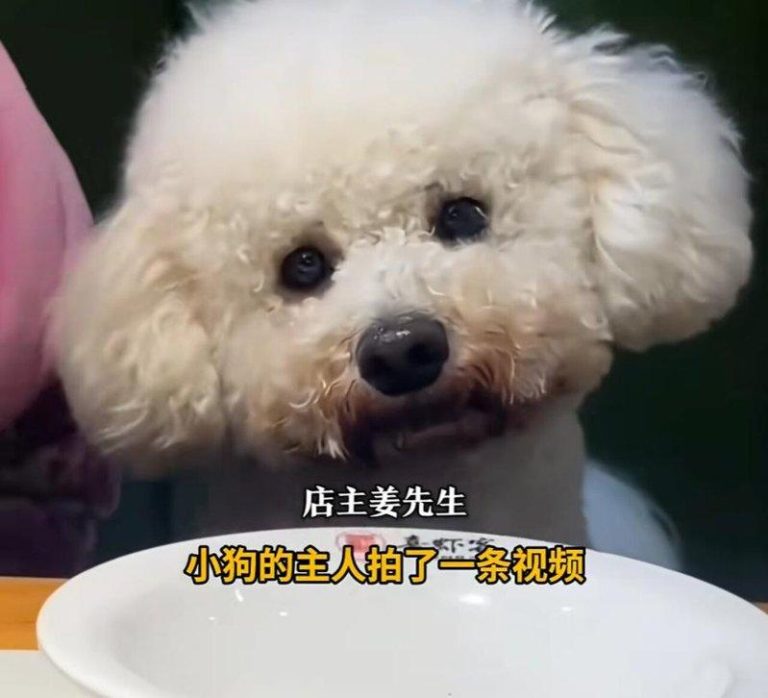 河南1餐厅发现小狗上桌吃饭 怒砸600套餐具…狗主人说话了 女子将狗狗与餐具同框的视频发到网上。(取材自新闻晨报)