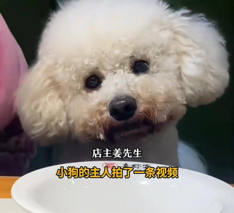 女子将狗狗与餐具同框的视频发到网上。(取材自新闻晨报)