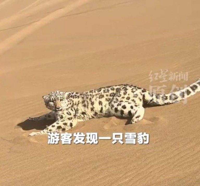 从没出现过…新疆沙漠惊见「沙尘豹」 网惊:跑了多远? 误闯沙漠的雪豹被网友取名「沙尘豹」。(红星新闻视频截屏)