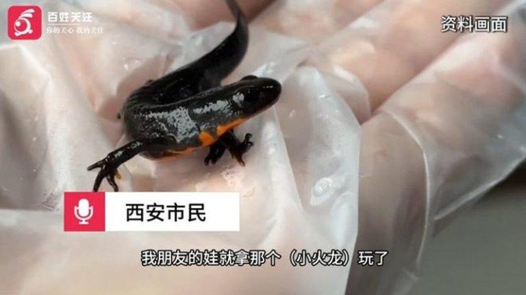 新奇宠物?西安小学生把玩「小火龙」后呕吐中毒 「小火龙」学名东方蝾螈。(视频截屏)