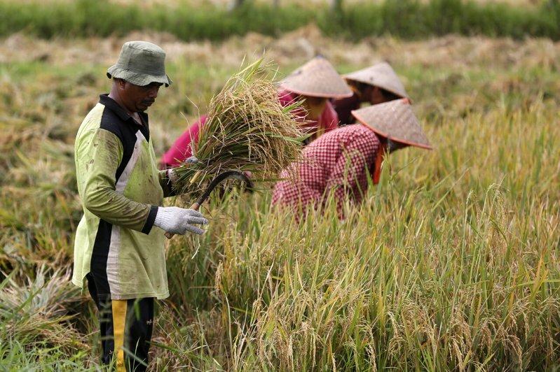 波斯湾国家经荷莫兹海峡出口的肥料原料,支持全球近半数的粮食供给。(欧新社)