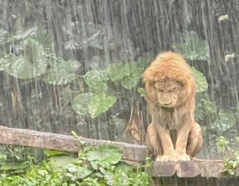 长隆野生动物世界园区内，一头非洲雄狮被游客拍到在滂沱大雨中「黯然淋雨」。(视频截...