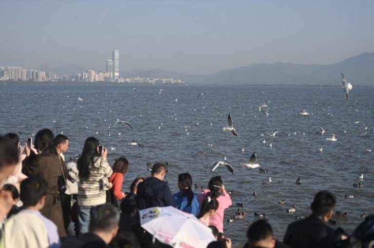 成群候鸟在广东省深圳市深圳湾公园过冬或休憩。 （中新社）