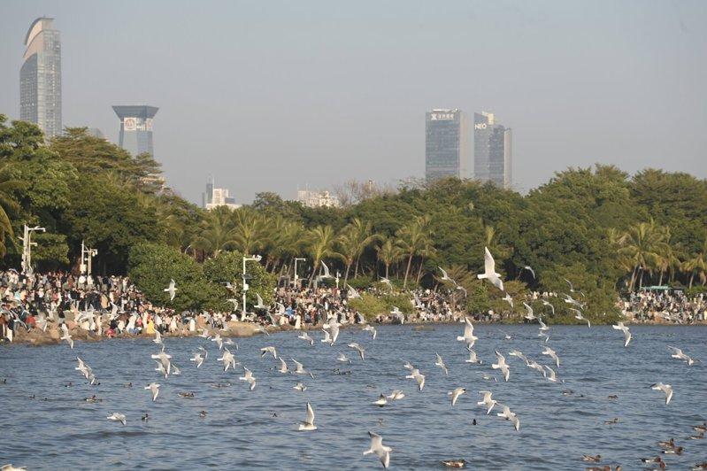 成群候鸟在深圳湾公园过冬或休憩。 （中新社）
