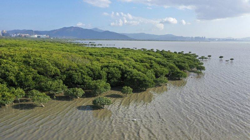 深圳福田国家级自然保护区的红树林湿地。（新华社）