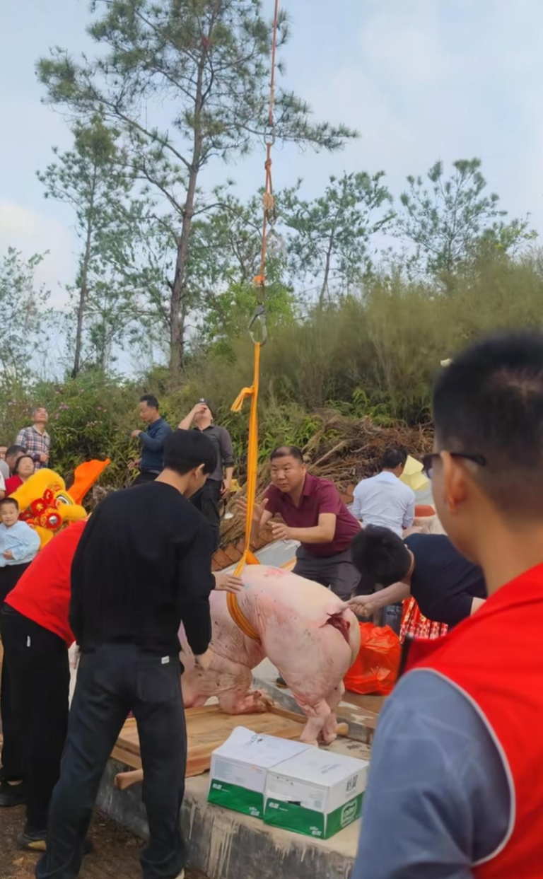 清明「科技扫墓」 广东百人家族找无人机吊整头猪上山 无人机将两三百斤的猪吊上山,村民:山高路陡,吊运祭品方便得多。(取材自极目新闻)