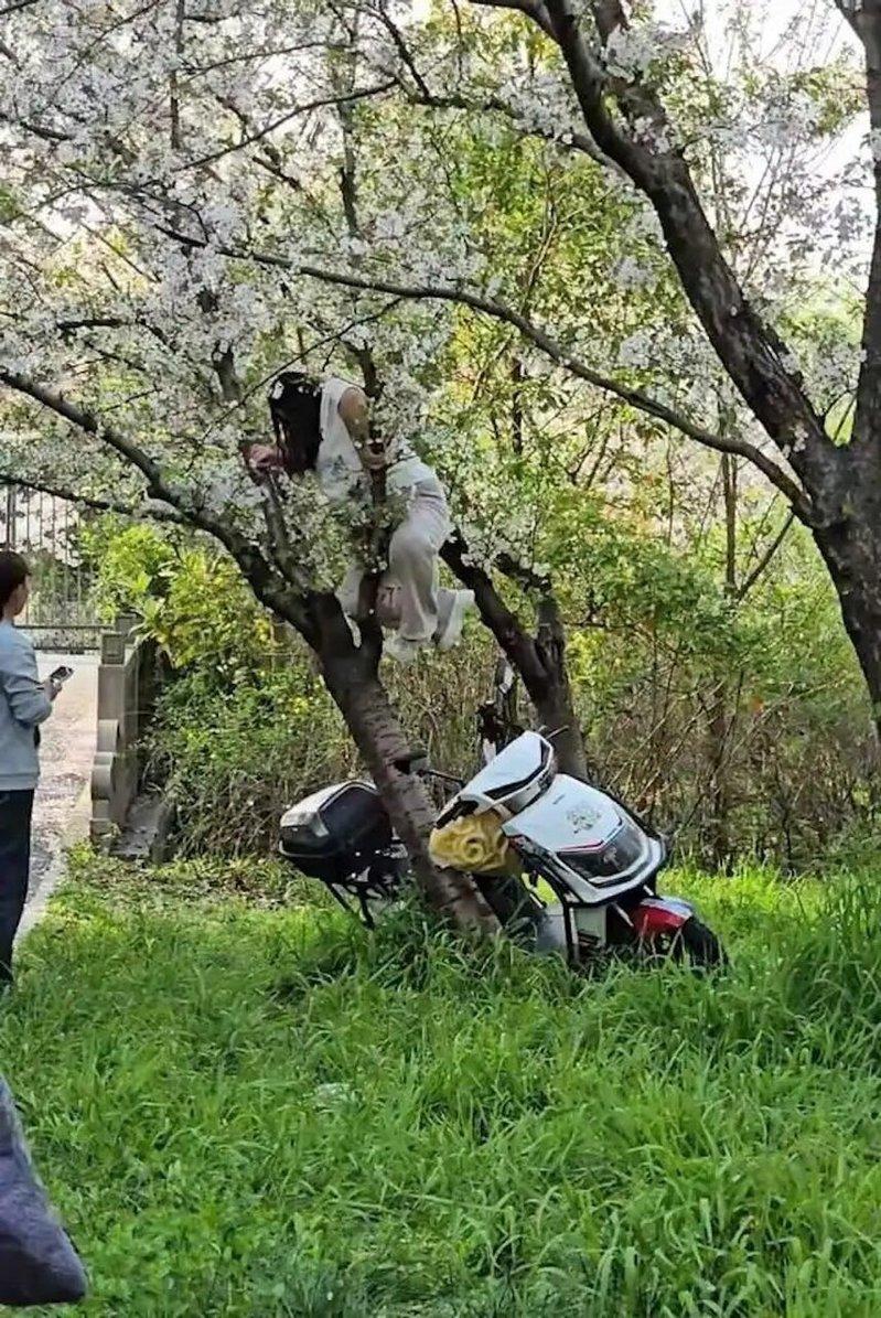 游客爬上樱花树。(取材自大风新闻)