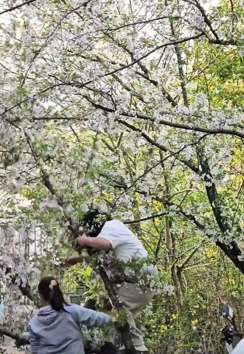 游客爬上樱花树。(取材自大风新闻)