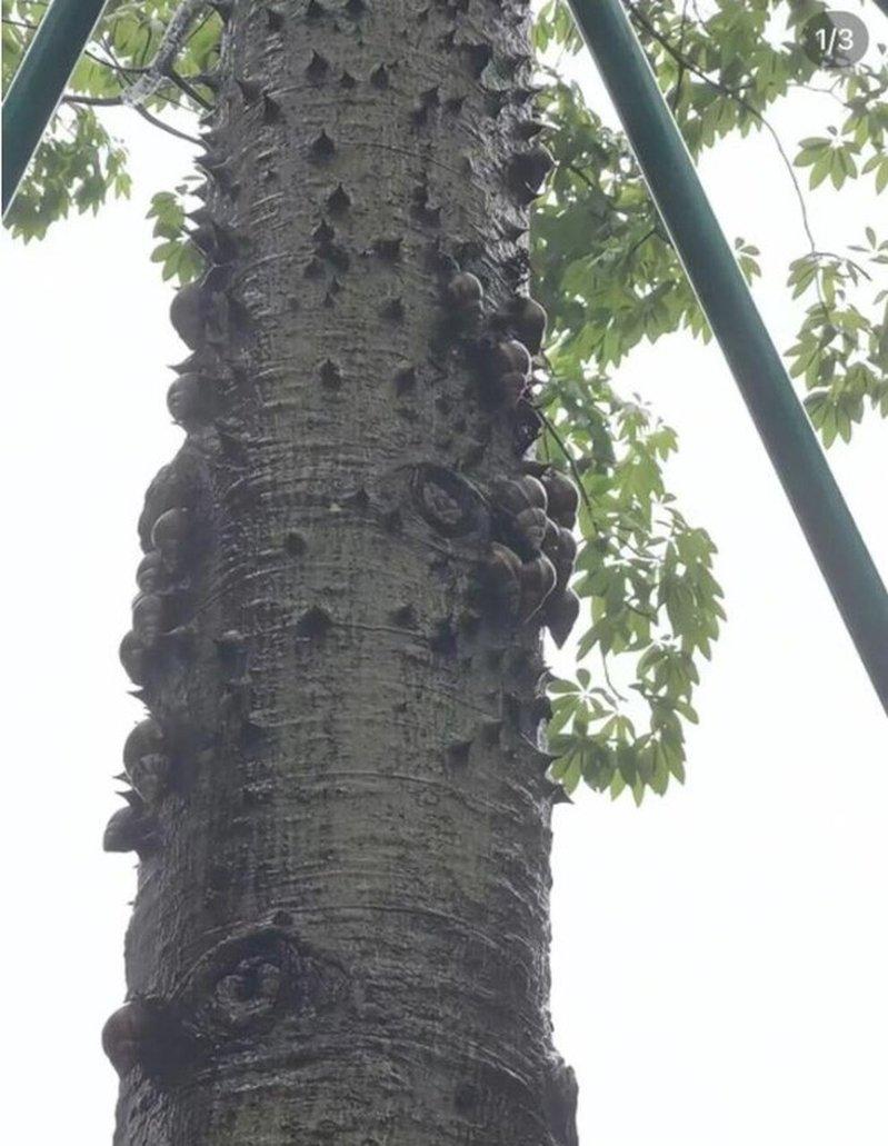 近期广东、福建多地在雨后出现大量蜗牛，专家提醒「千万别摸别吃」，否则可能引发脑膜...