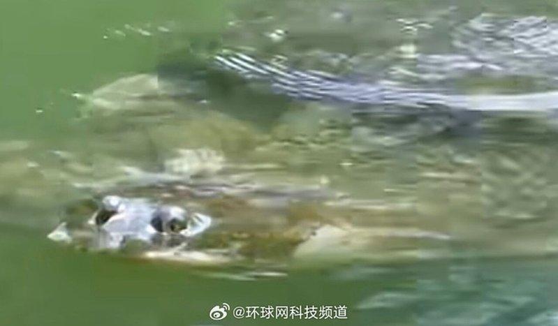 斑鳖「苏苏」结束冬眠现身。(取材自环球网)