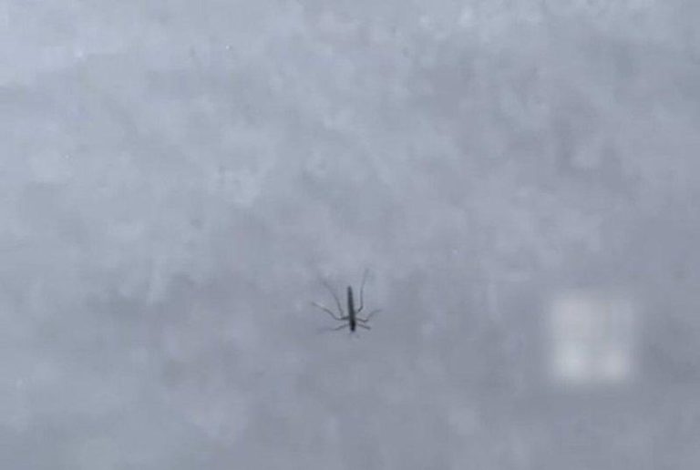 冰天雪地中竟出现一只活蚊子。(取材自快科技)