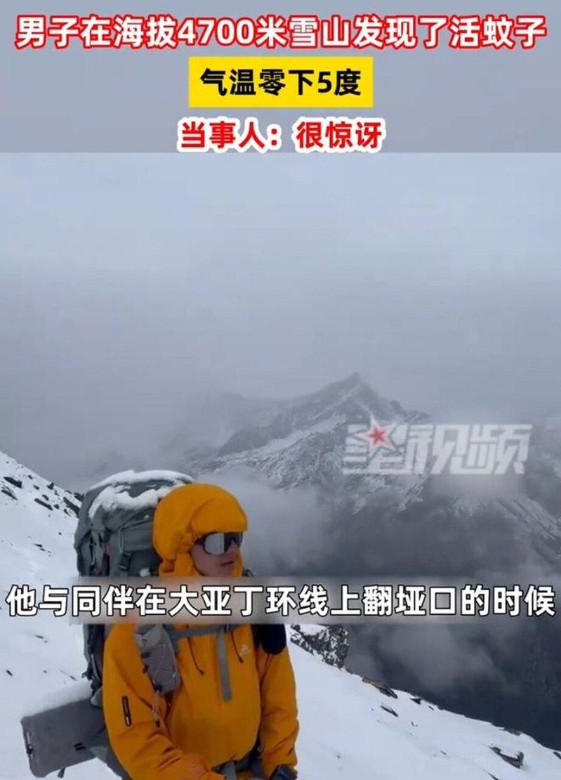 网友发现，冰天雪地中竟出现一只活蚊子。(视频截屏)