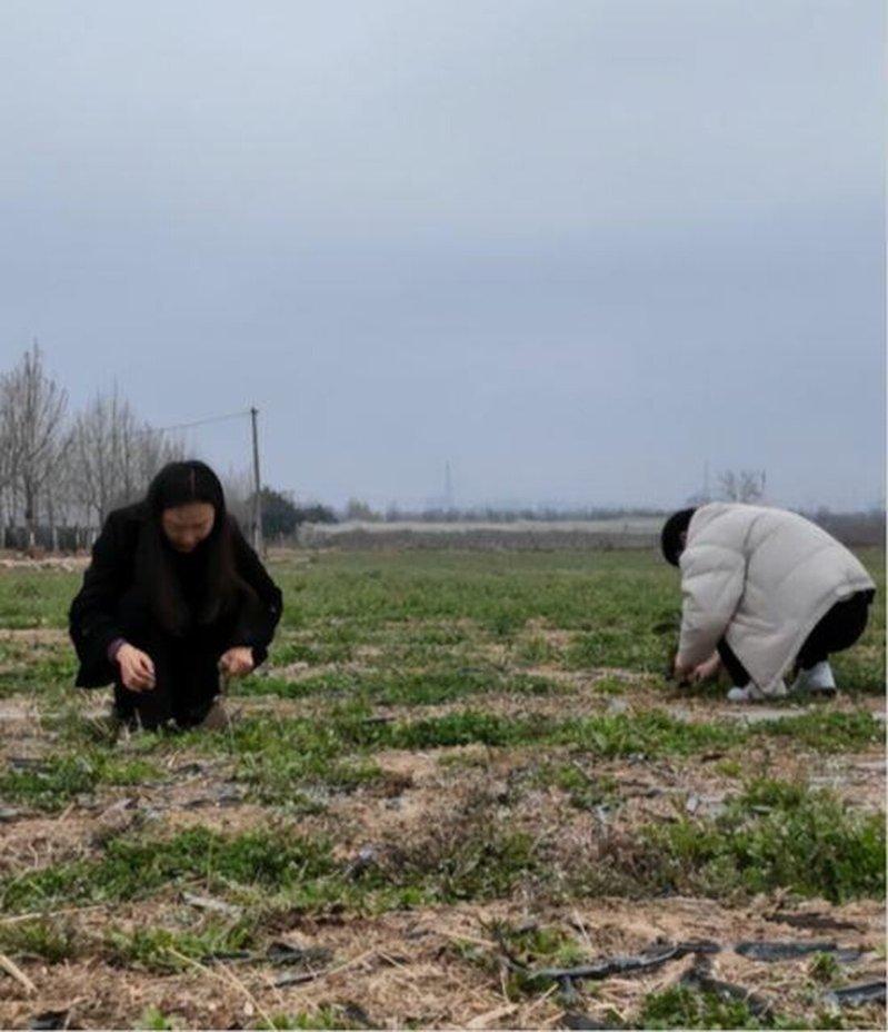 挖野菜的人。(取材自观察者网)