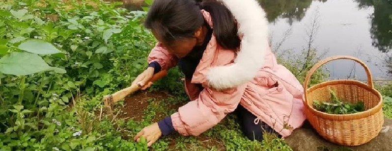 年轻人流行挖野菜相亲。(取材自观察者网)