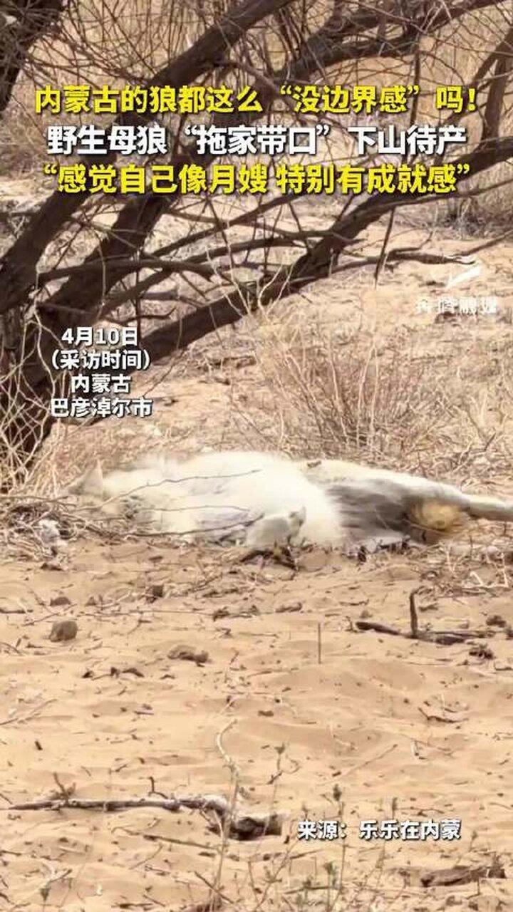 内蒙一只怀孕母狼竟主动带着族群成员下山,到当地野生动物保护站待产,引发关注。(视...