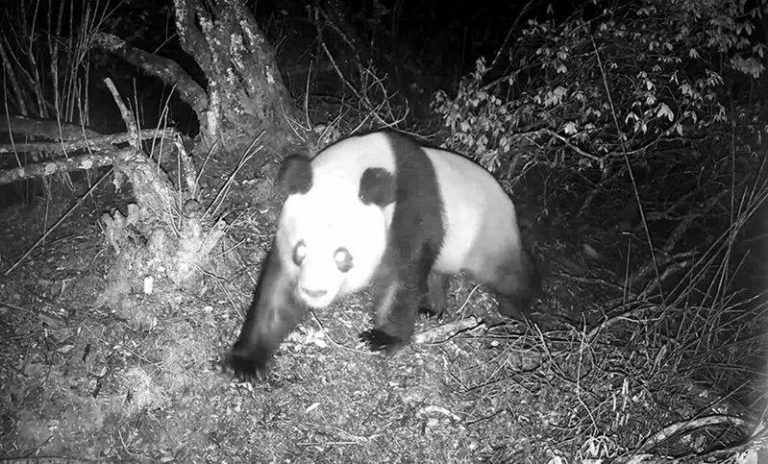 为了求偶 四川野生大熊猫翻山越岭5公里 在四川省德阳市的大熊猫国家公园绵竹片区,一只野生大熊猫成了山林中最活跃的「访客」...