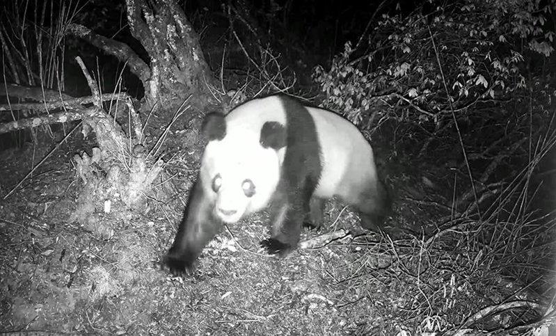 在四川省德阳市的大熊猫国家公园绵竹片区,一只野生大熊猫成了山林中最活跃的「访客」...