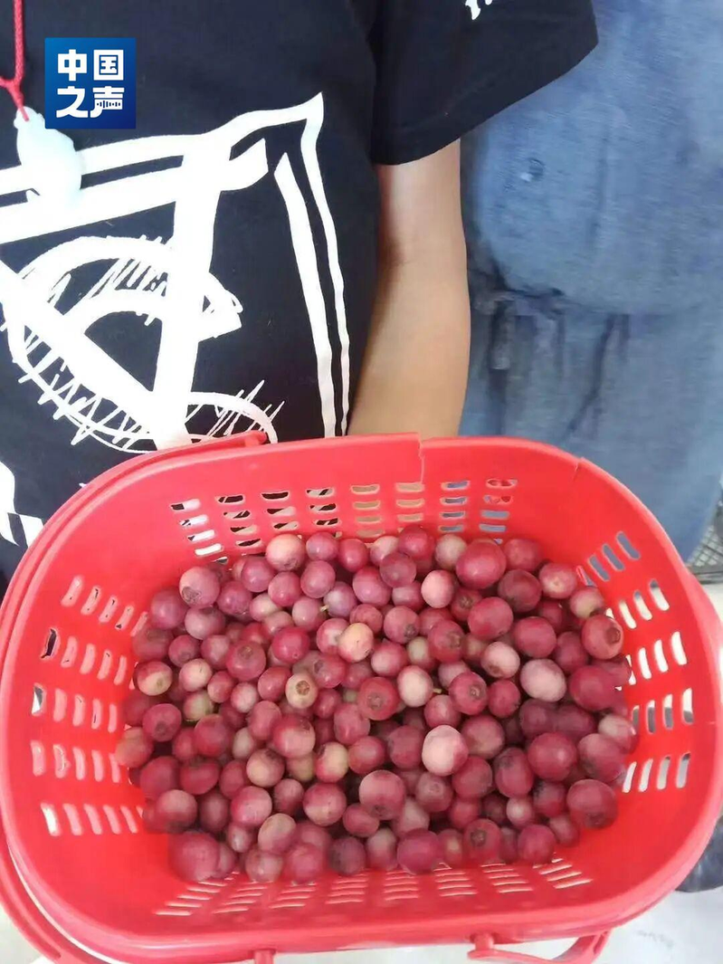 大连大学蓝莓生物育种团队培育的「粉黛」粉色蓝莓。(取材自人民日报)
