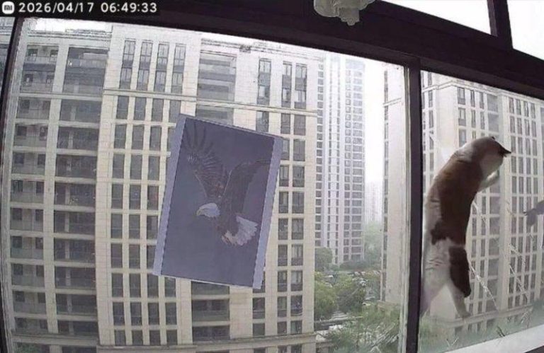 民众在阳台玻璃粘贴老鹰图像，试图驱赶乌鸫。  （取材自潇湘晨报）