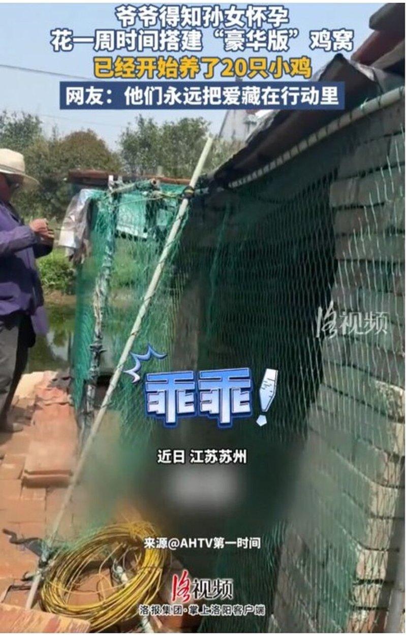 七旬老翁为怀孕的孙女建鸡窝,称要养鸡帮她坐月子。(视频截屏)