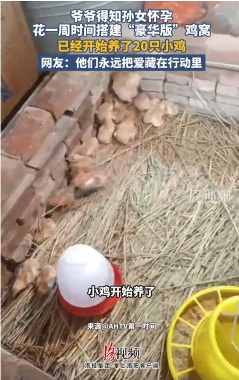 七旬老翁为怀孕的孙女建鸡窝,称要养鸡帮她坐月子。(视频截屏)