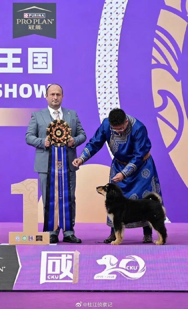 蒙古獒「杜尔衮」首次参赛即夺冠,创下中国原生犬种新纪录。(取材自宁波晚报)