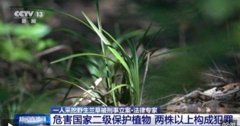 旅客山上挖4株草 被湖北警刑事立案 最重可判3年 一名旅客因采挖4株野生兰草,被湖北警方刑事立案;示意图。(取材自央视)