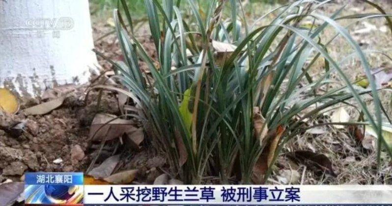 一名旅客因采挖4株野生兰草,被湖北警方刑事立案;示意图。(取材自央视)