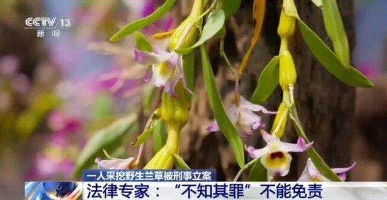 一名旅客因采挖4株野生兰草,被湖北警方刑事立案;示意图。(取材自央视)