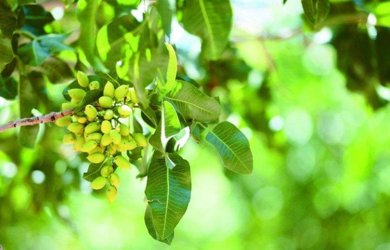开心果每磅破4.57元 飙8年新高 杜拜巧克力的全球热潮让开心果需求暴增,伊朗战争更使3月开心果价格飙涨至八年来最高...