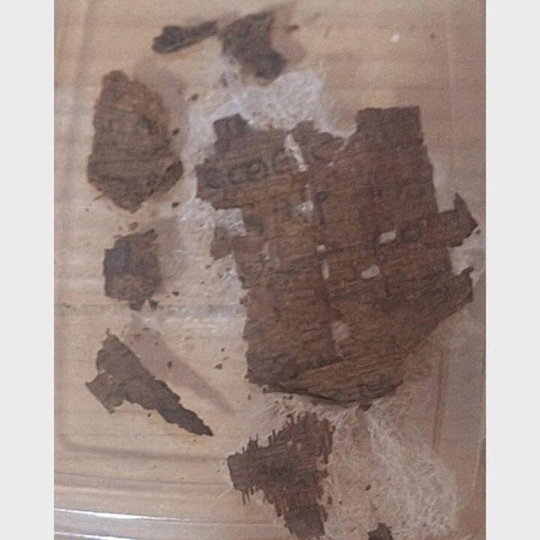 埃及木乃伊腹部首见荷马史诗 改写古丧葬史观 考古学家在一具古埃及木乃伊的腹部里,发现一份莎草纸抄本的荷马史诗「伊里亚德」。(...