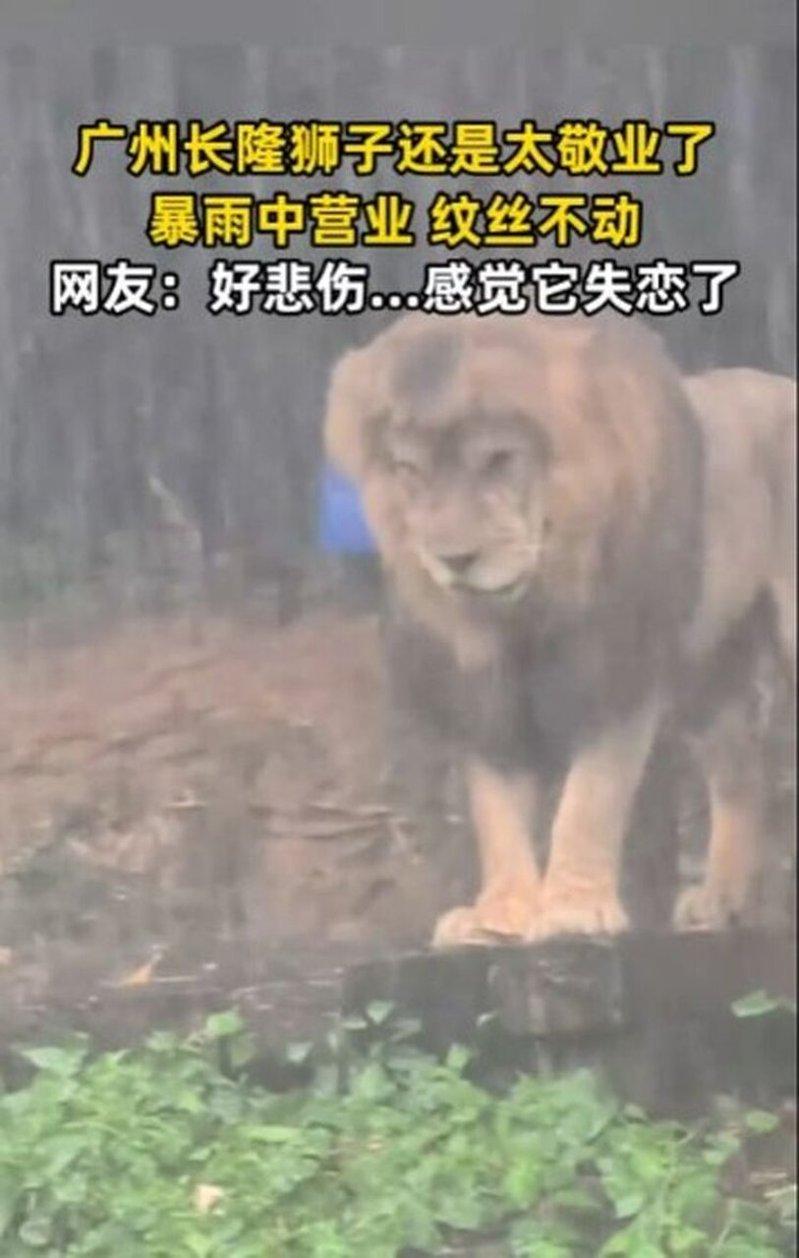 长隆野生动物世界园区内，一头非洲雄狮被游客拍到在滂沱大雨中「黯然淋雨」。(视频截...