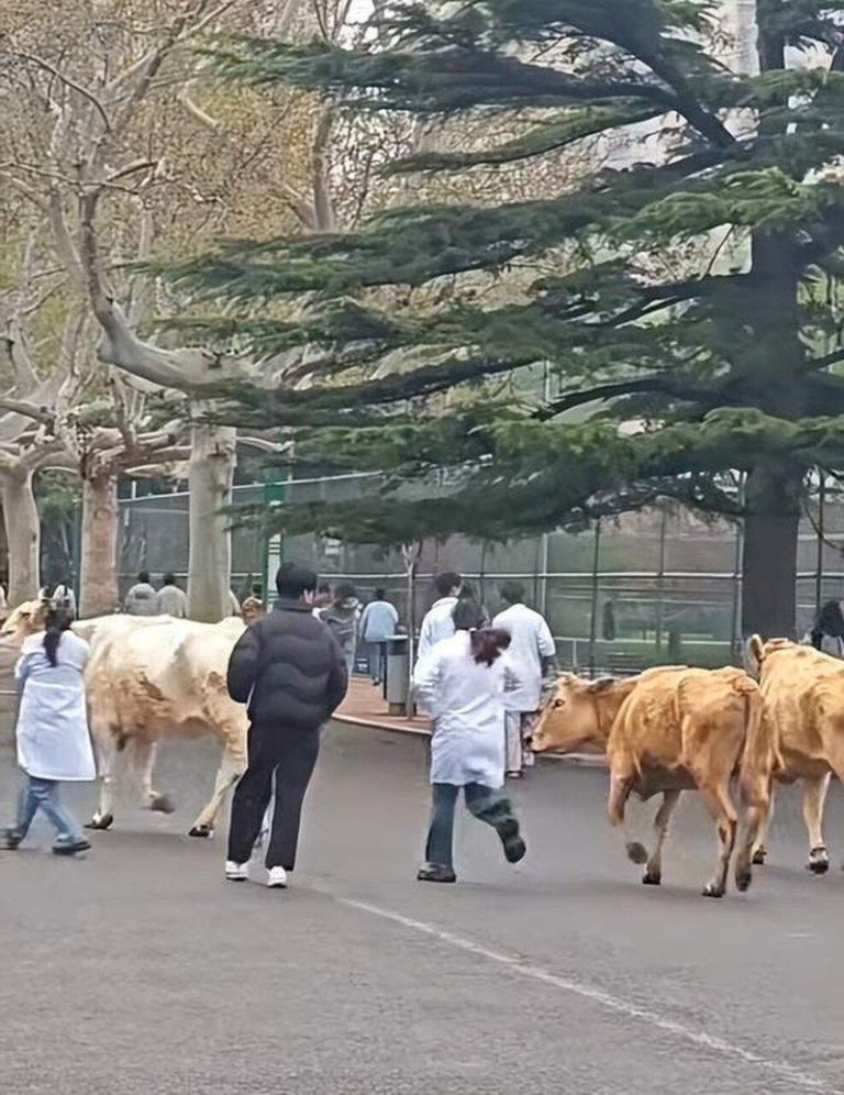 山东畜牧兽医职业学院三名女生牵着黄牛在校园里奔跑（取材自大风新闻）