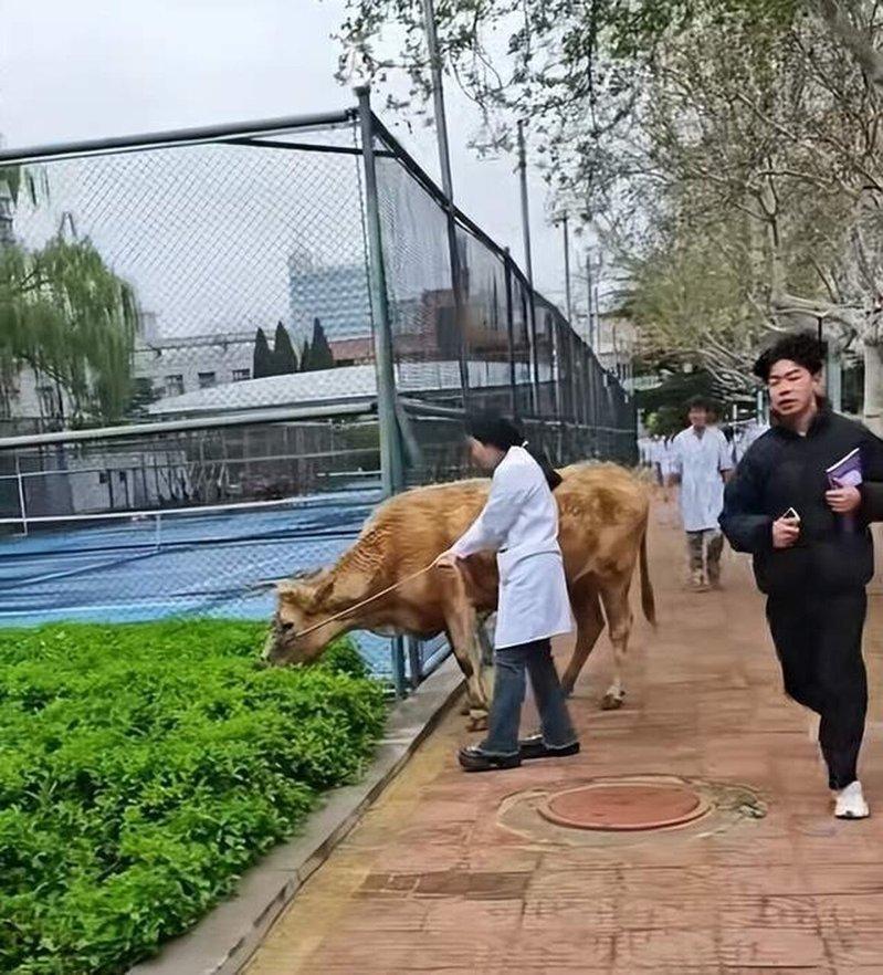 山东畜牧兽医职业学院一名女生牵着一头黄牛，让牠在路边吃草。（取材自大风新闻）