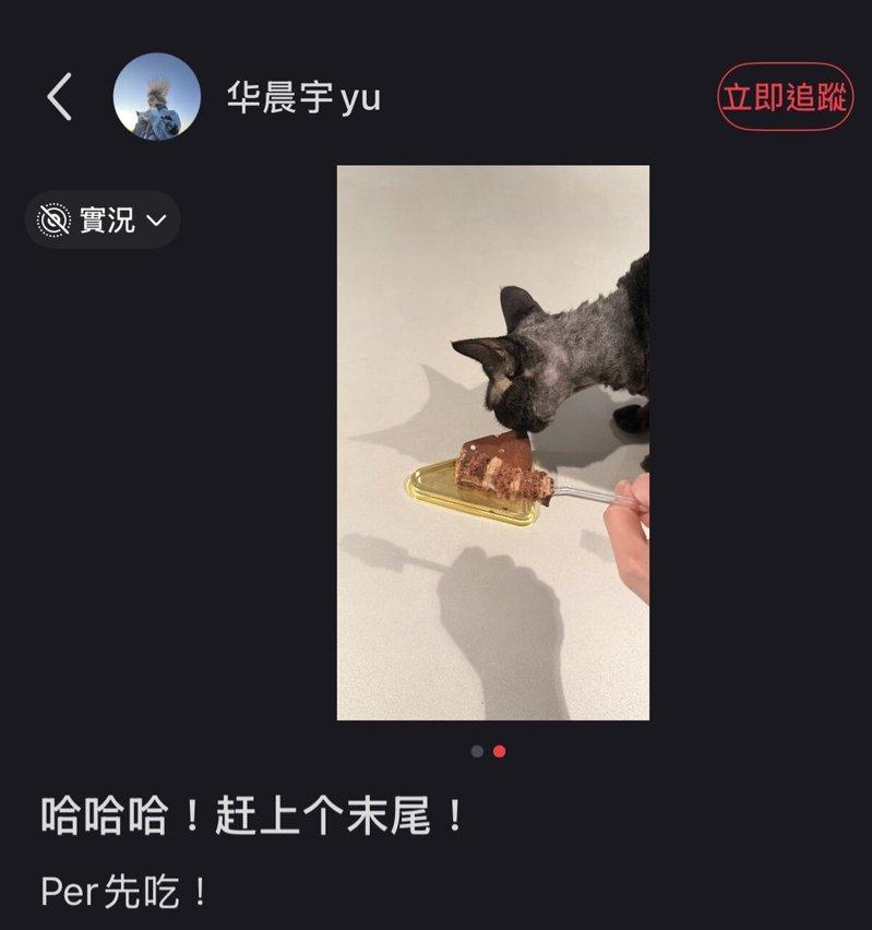 华晨宇曾让爱猫舔巧克力。(取材自小红书)