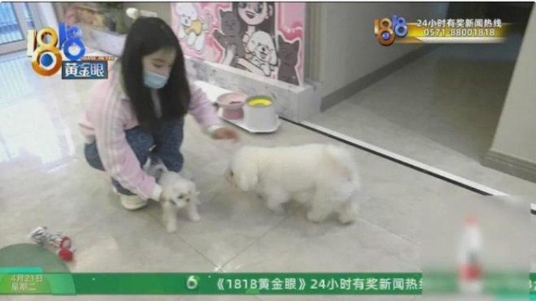 被商家骗了? 杭女3万5买比熊犬2月后瘫痪 治疗花20万 小肖与狗交互。(取材自1818黄金眼)